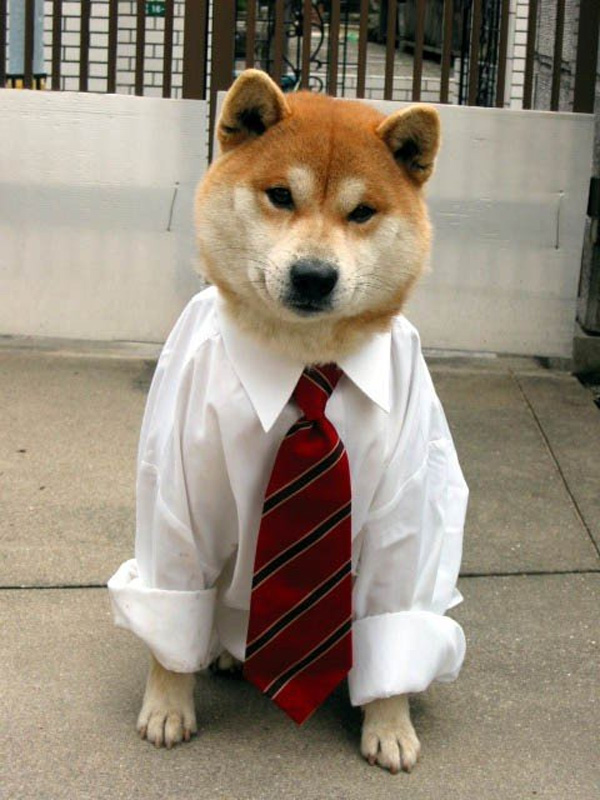 dogs tie